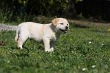 LABRADOR 1073